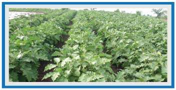 Infestation of leaf eating catterpiller on Brinjal