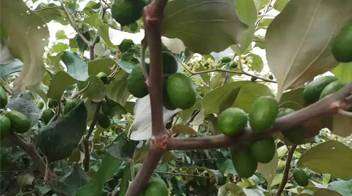 Infestation of fungus diseases on Ber