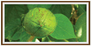 Anthracnose in Cotton