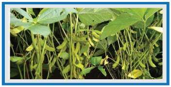 Soybean crop damage by larval attack