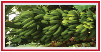 Healthy growing fruit bunch of Banana
