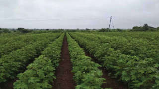 Weed-free and Healthy Cotton Farm