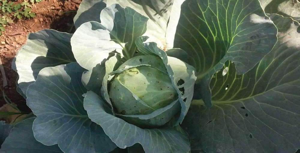 Affected production of cabbage due to Diamond Back Moth infestation