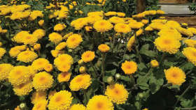 Attractive and healthy crysanthemum farm