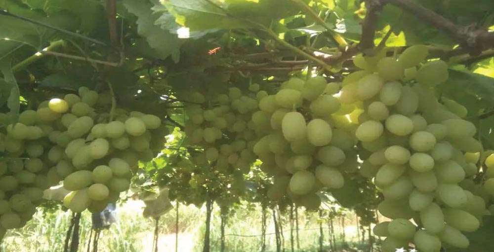 Recommended fertiliser for good grape quality