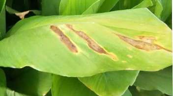 Infestation of blight disease on Turmeric crop