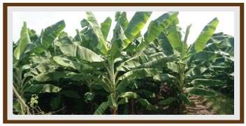 Healthy banana orchard with improved management