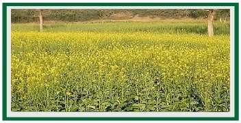 Fully bloomed mustard crop