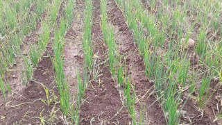 Appropriate Disease and Nutrient Management in Onion