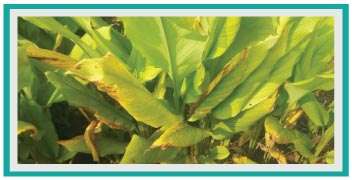 Turmeric suffering from blight and nutrient deficiency