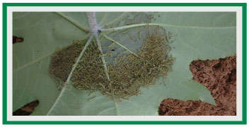 Spodoptera larva attack