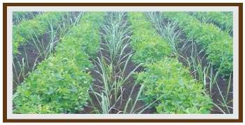 Intercropping of groundnut alongwith sugarcane cultivation