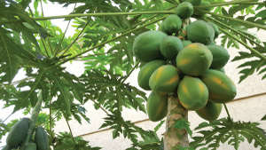 Papaya - major diseases and preventive measures