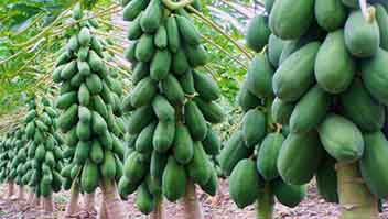 For healthy Papaya, nutrient management tip