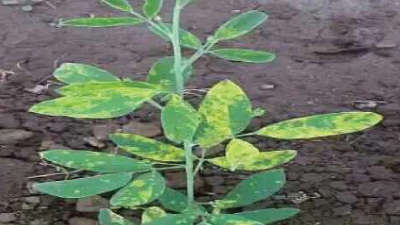 Management of Sterility Mosaic Disease in Pigeon pea