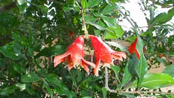 Nematode control in pomegranate during bahar treatment
