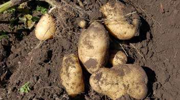 Nature of Damage and Management of Cutworm in Potato