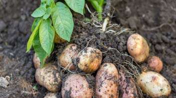 Water Management in potato Crop