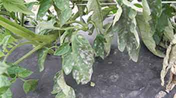 How to control powdery mildew in vegetables