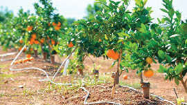 Proper irrigation management in Oranges