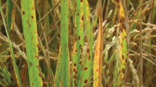 Prevention of brown leaf spot and leaf blight in paddy