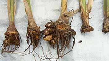 Effective way to control Ginger and Turmeric Rhizome rot