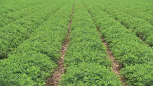 Selection of variety for Groundnut cultivation