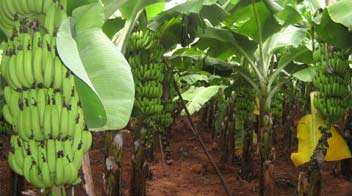 Solution to increase banana yield