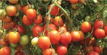 Solution for increasing yield of Tomato.