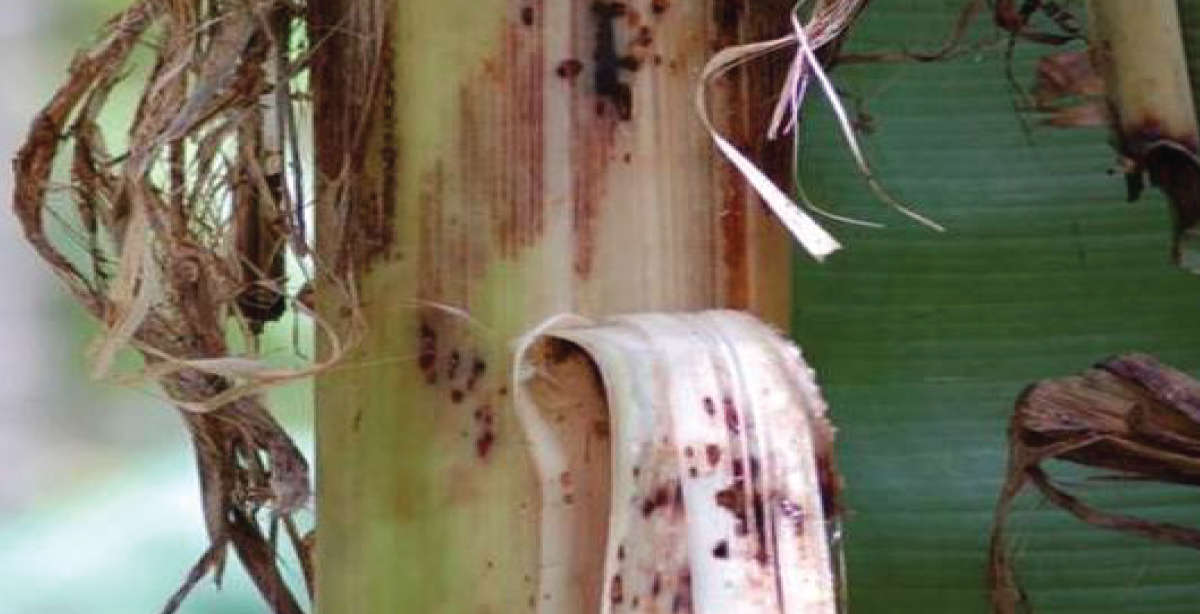 Solution of banana Pseudo stem weevil