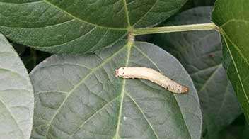 Control leaf eating caterpillars in Soyabean