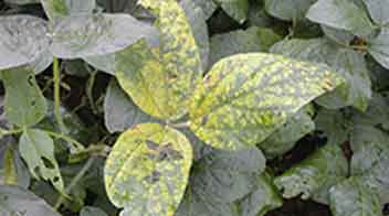 Spray required to control Soyabean yellow mosaic