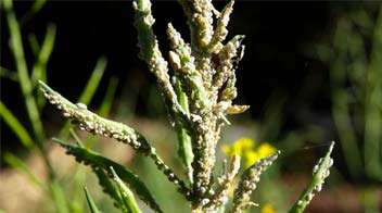 Spray this insecticide in Mustard, if aphid is observe