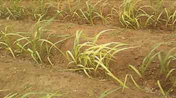 Control yellowing in Sugarcane