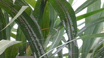 Crops for intercroping in Adsali Sugarcane