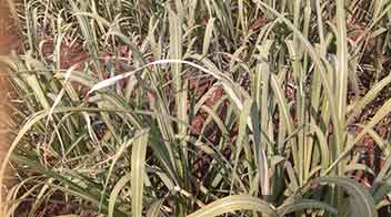 Tip regarding adsali Sugarcane