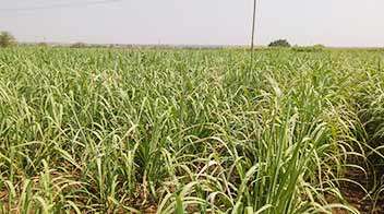 खोडवा ऊस व्यवस्थापनाविषयी अधिक माहिती