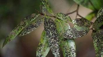 For Aphids in mango