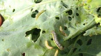 Controlling leaf eating caterpillar (Army worm/prodenia) in cabbage/cauliflower