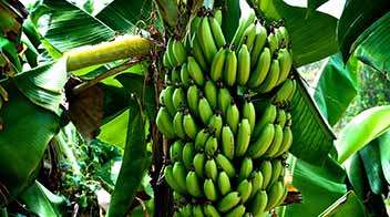 Banana crop management