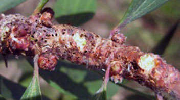 Damage due to Gall midge in sesame