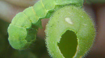 For green larva in gram