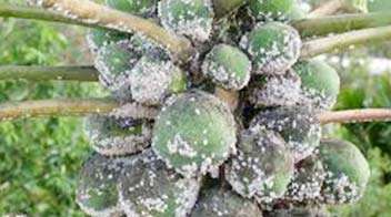 For controlling mealy bugs in Papaya
