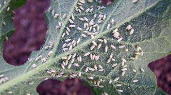 White fly attack in Watermelon