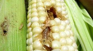 मक्का में संपुट भेदक (कैप्सूल बोरर)।