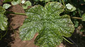 Thrips control in grape