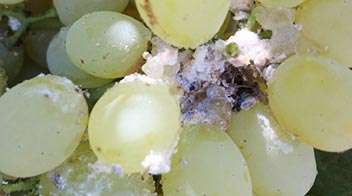 Control mealybug in grape