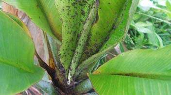 Control aphid infesting Banana