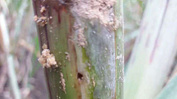 Insecticides for shoot & top borer infesting Sugarcane