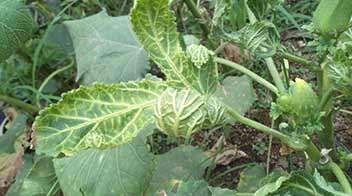 Yellow vine mosaic in Okra